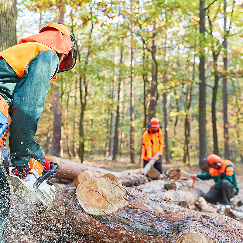 Baumpflege, Baumfällung, Baumkontrolle, Baumschnitt, Totholzentfernung und vieles mehr - Oleart GmbH: Forst- und Baumpflege 